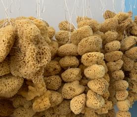 L’antica tradizione della pesca delle spugne di mare